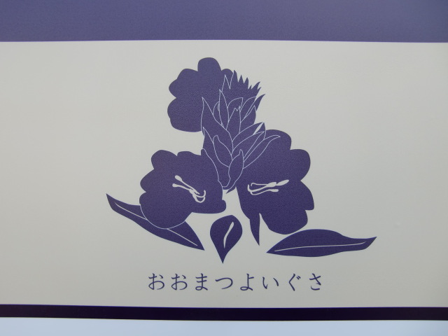 おおまつよいぐさ